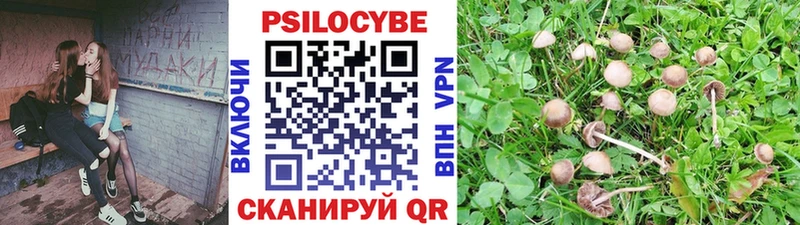 Купить  Дятьково  Псилоцибиновые грибы Psilocybine cubensis 